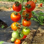 Plant Tomate Cerise Miel de Mexique bio (Precommande)
