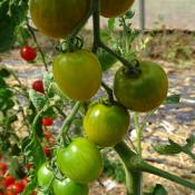 Plant Tomate Cerise Raisin Vert bio (Precommande)