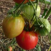 Plant Tomate Ancienne Coeur de Boeuf Rouge bio