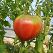 Plant Tomate Ancienne Coeur de Boeuf Rose bio (Precommande)