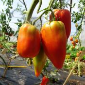 Plant Tomate Ancienne Cornue Andine bio (Precommande)