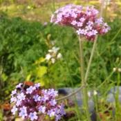 Plant de Verveine de Buenos Aires Bio