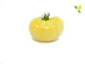 Plant Tomate Ancienne Beauté Blanche bio (Precommande)