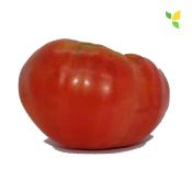 Plant Tomate Beefsteak Maraicher bio