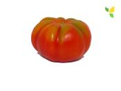 Plant Tomate Ancienne Marmande bio | Magasin Pro