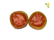 Plant Tomate Saint Pierre Maraicher bio