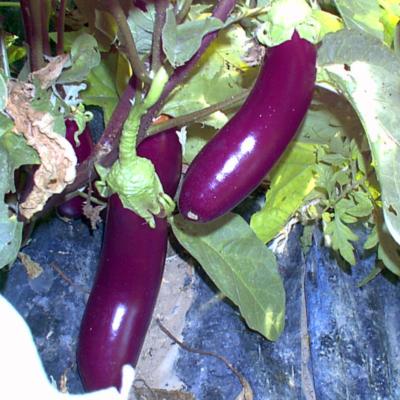 Plant d'aubergine violette Barbentane Maraicher bio