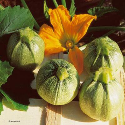 Plant de courgette Ronde de Nice bio (Precommande]