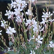 Plant Gaura lindheimeri bio (precommande)