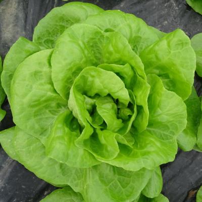Plant Laitue Blonde Kyra Bio - Gamme Pro- Caisse 120 Mottes