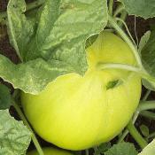 Plant melon Boule d'Or Bio (Precommande]