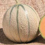 Plant melon Charentais type écrit Jenga F1 Maraicher Bio