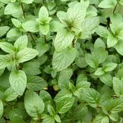 Plant Menthe Poivre Bio (Precommande)