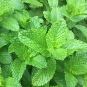 Plant Menthe Vert (douce) Bio (Precommande)