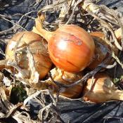 Plant Oignon Jaune Stutgart Bio - Gamme Pro - Caisse 120 Mottes