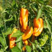 Plant Piment Doux Petit Marseillais bio (Precommande]