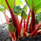 Plant Rhubarbe côtes rouges Victoria Bio