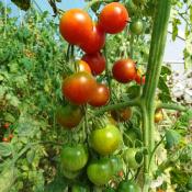 Plant Tomate Cerise Rouge bio (Precommande)