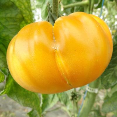 Plant Tomate Brandywine Yellow bio | Magasin Pro