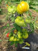 Plant Tomate Marmande Maraicher bio