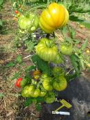 Plant Tomate Ancienne Marmande bio (Precommande)