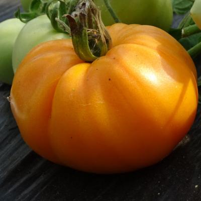 Plant Tomate Ancienne Orange Queen bio | Magasin Pro