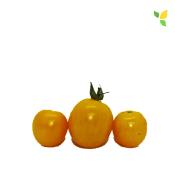 Plant Tomate Cerise Jaune Golden Nugget bio