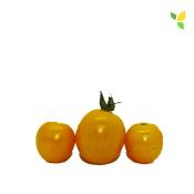 Plant Tomate Cerise Jaune Golden Nugget bio (Precommande)