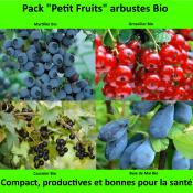 Pack "Petit Fruits" arbustes bio