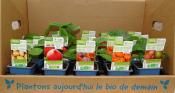 PLCPJ1 | Panache de 15 plants courge bio | Cooperative CABSO