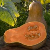 Plant de courge Sucrine du Berry bio