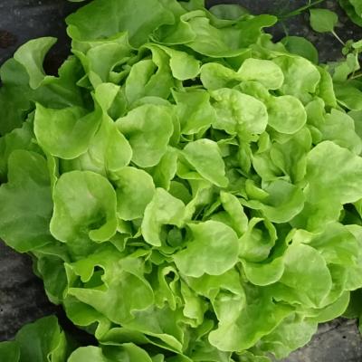 Plant Feuille Chêne Blonde Kiela Bio - Gamme Pro- Caisse 120 Mottes
