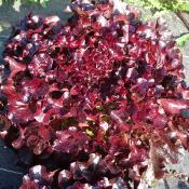 Plant Feuille de chêne Rouge Bio - Barquette de 10 mottes (Precommande]