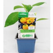 PLPPJ1 | Panache de 15 plants poivrons bio de couleurs et formes | Cooperative CABSO