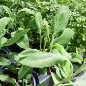 Plant Sauge Officinale Bio (Precommande)