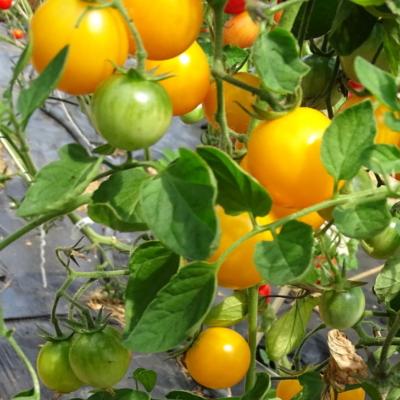 Plant Tomate Cerise Jaune Golden Nugget bio (Precommande)