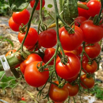 Plant Tomate Cerise Zuckertaube Maraicher bio