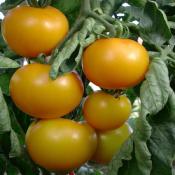 Plant Tomate Ancienne Reine d'Or bio (Precommande)