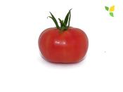 Plant Tomate Ancienne Rose de Berne bio (Precommande)