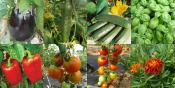 Pack "Les Incontournables" potager bio