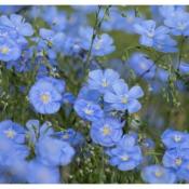 Plant de Lin Bleu Bio