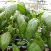 Plant Basilic Genovese Bio (Precommande)