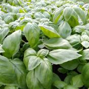 Plant Basilic Genovese Bio | Magasin Pro