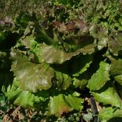 Plant Batavia Rouge Corcovado Bio - Gamme Pro- Caisse 120 Mottes