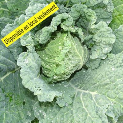 Plant Chou frisé de Milan Bio - Barquette de 10 plants