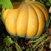 Plant de courge Musquée de Provence bio (Precommande)