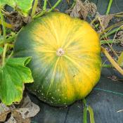 Plant de courge Musquée de Provence bio (Precommande)