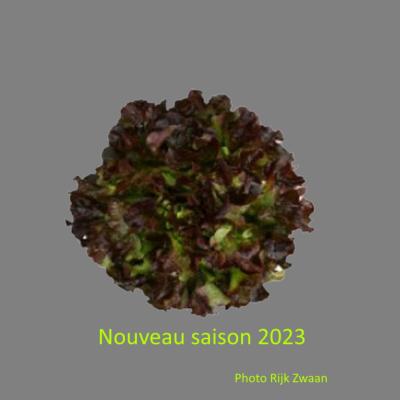 Plant Feuile Chêne rouge Contrai Bio - Gamme Pro- Caisse 120 Mottes