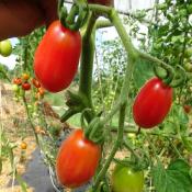 Plant Tomate Prune Rouge Maraicher bio