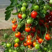 Plant Tomate Cerise Rouge Zuckertaube bio (Precommande)